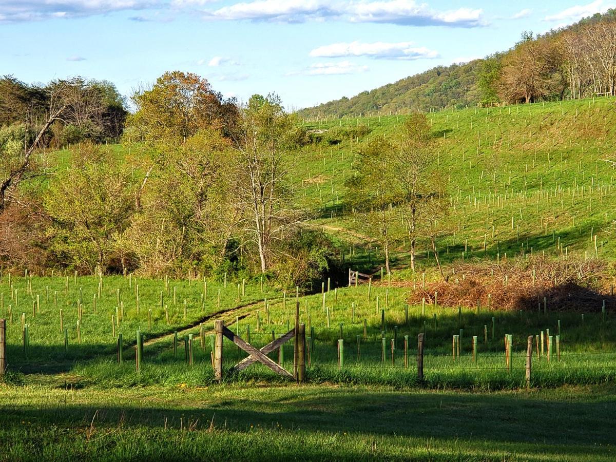 فيلا Walnut Run Farm Woodville المظهر الخارجي الصورة